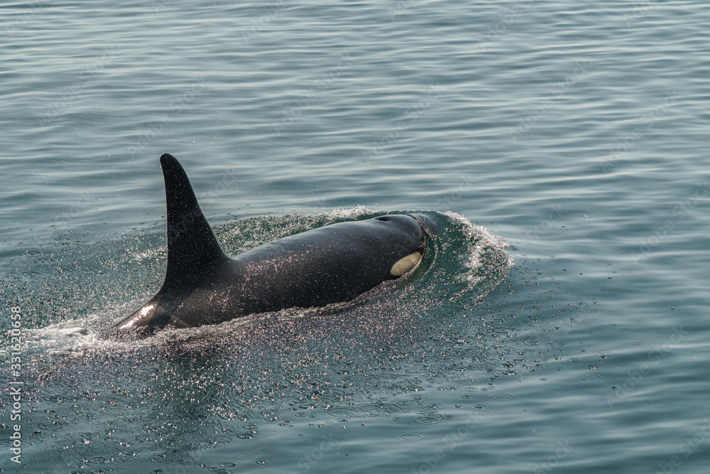 Naklejka premium 大海原を泳ぐ