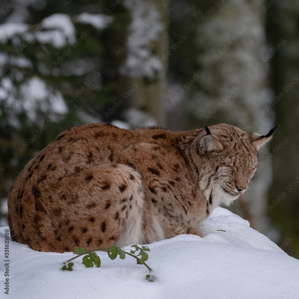 Bobcat in the wild. Lynx at winter forest. Bobcat in the wild. Lynx at winter forest.