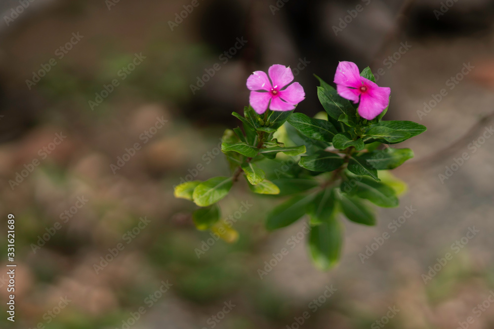 Fototapeta premium Flowers in the Garden 1
