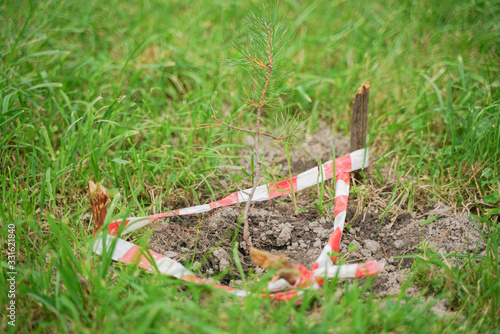 a small tree is planted in the city and surrounded by protective tape
