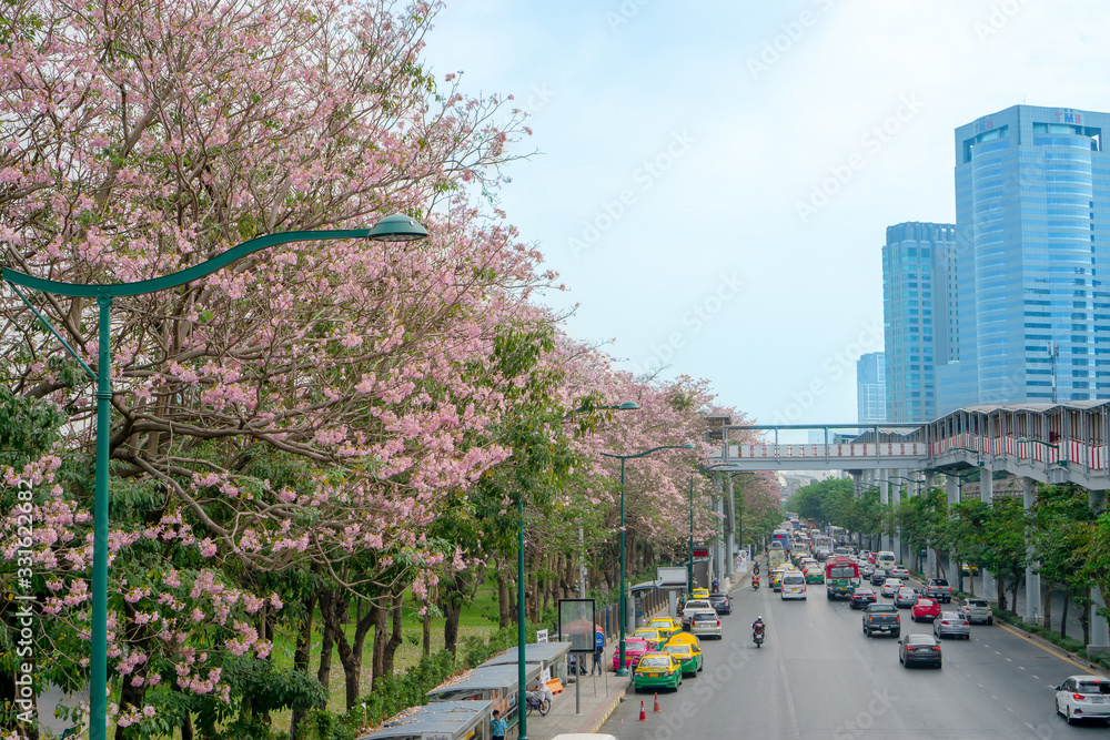 Bangkok, Thailand-April 4, 2019: Pink Trumpet tree flower know as Tabebuia rosea plant begin blooming in spring at Chatuchak park Phaholyothin road, bloossom view beside busy traffic road in cityscape