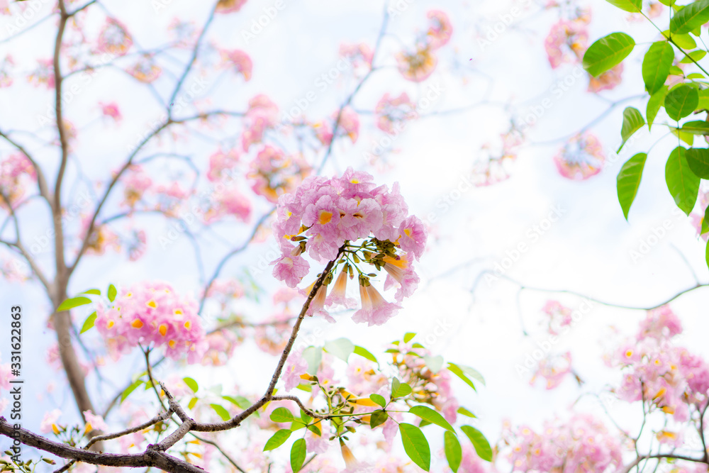 Bunch of Pink Trumpet shrub flowering tree blossom on green leaves branches and twig, under clouds and blue sky background, know as Pink Tecoma or Tabebuia rosea plant Bunch of Pink Trumpet shrub flowering tree blossom on green leaves branches and twig, under clouds and blue sky background, know as Pink Tecoma or Tabebuia rosea plant