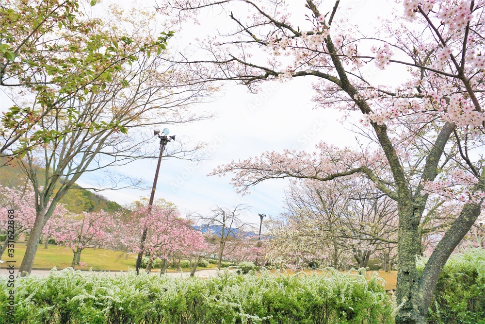 Fototapeta premium 春の散歩道