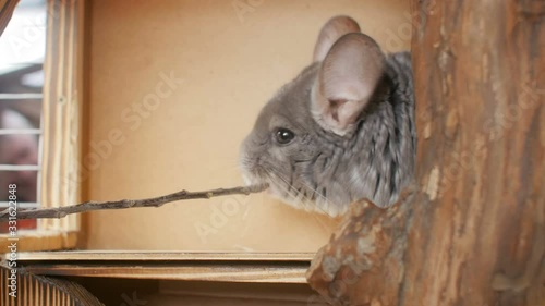 cute gray chinchilla nibbling tree branch, man feedind mouse, concept human and pet communication, rodent feeding photo