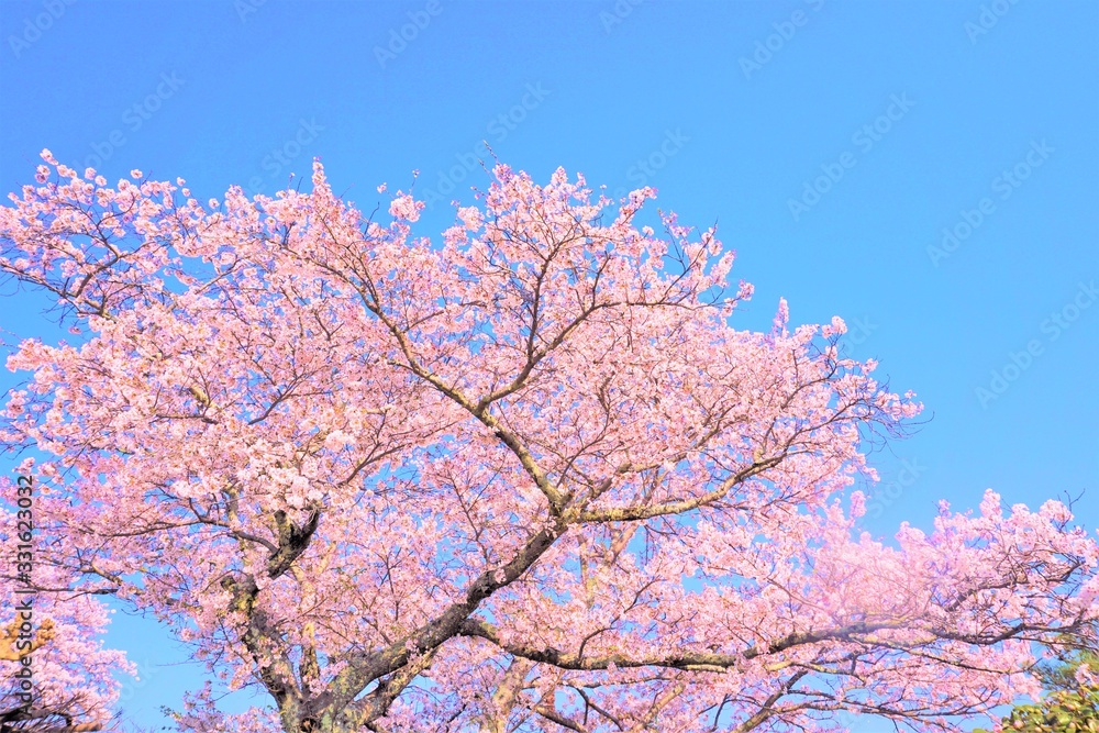 空に映える桜