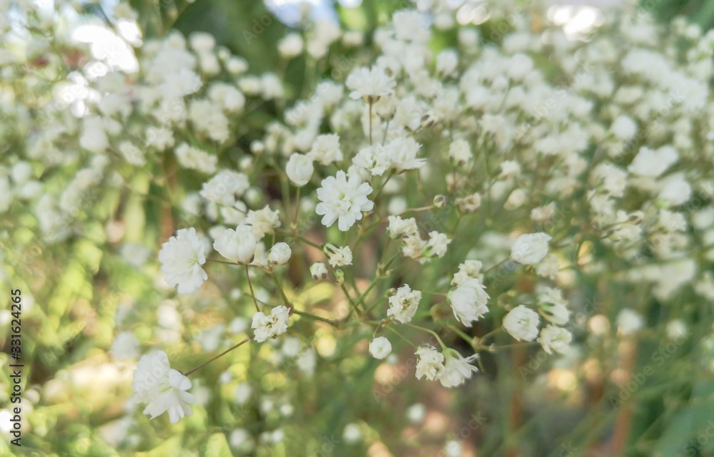 white bloosoms in yellow green blurred background white bloosoms in yellow green blurred background