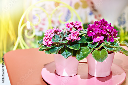 Violets in flower pots