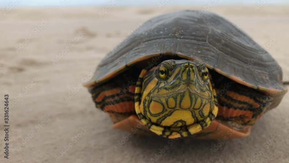 A sliding turtle resting on the sands and moving its head. Lencois Maranhenses, maranhão, Brazil.