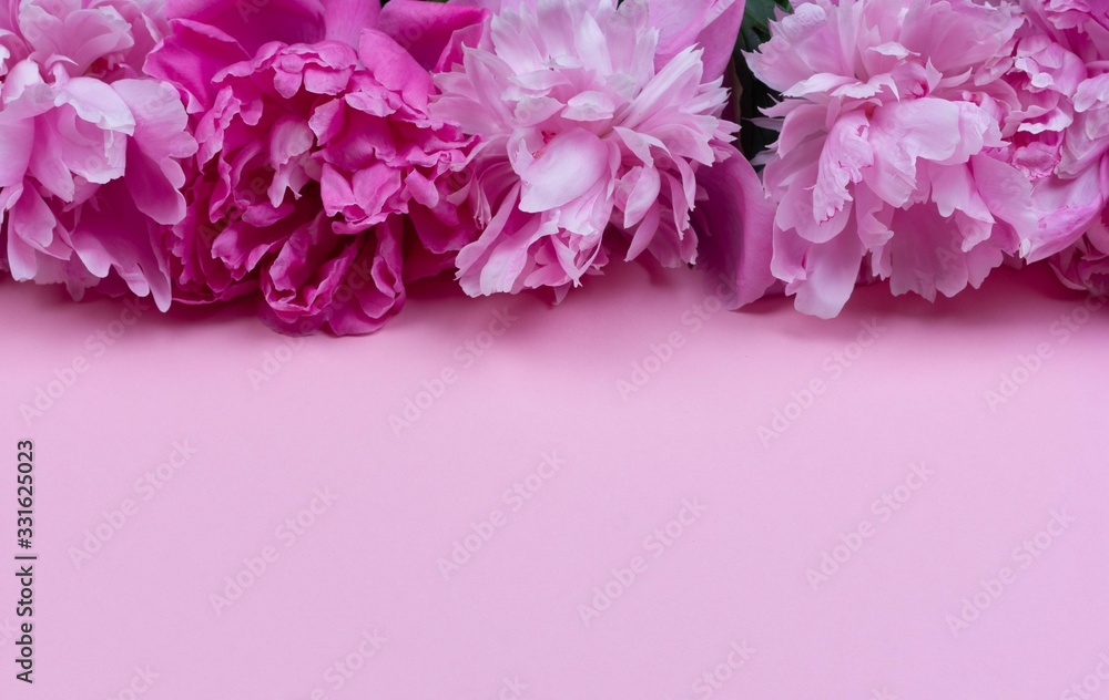 Fototapeta premium border of flowers pink peony on a pink background with a copy space