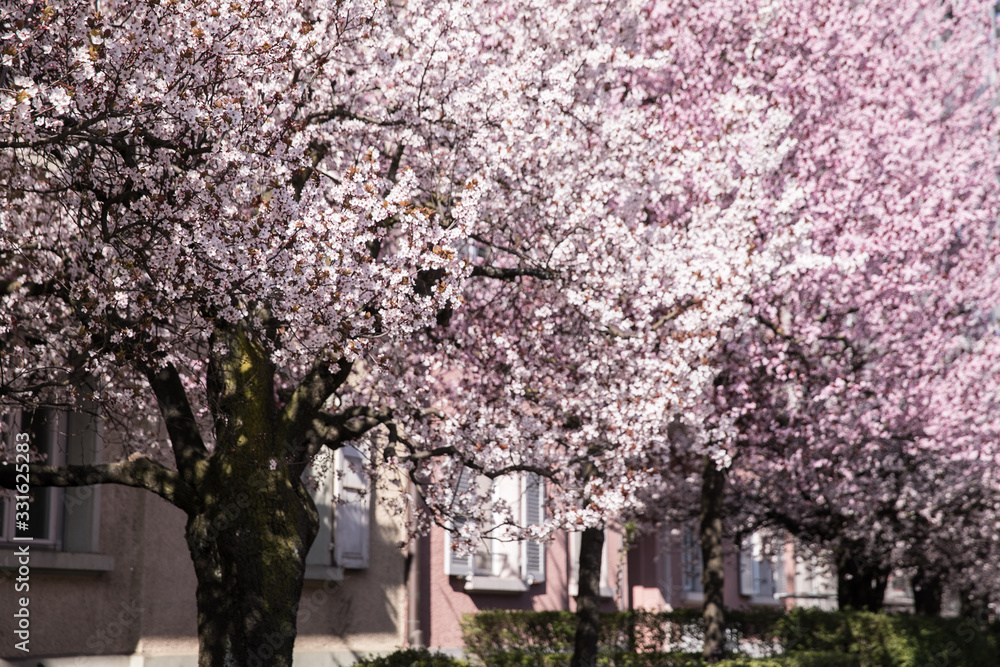 Naklejka premium Pink japanese cherry blossom tree