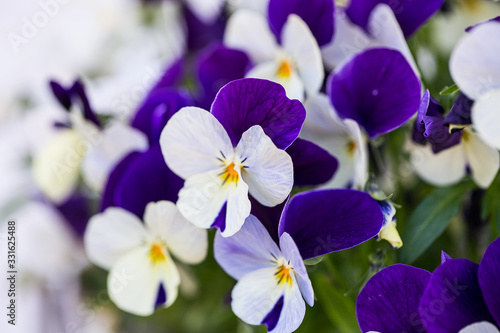 White purple petals