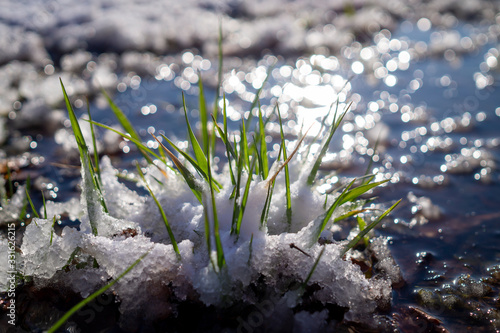 Blades of fresh green grass poking out of snow
