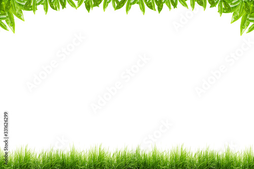 Green grass Square frame lawn banner. Border frame isolated transparent background.