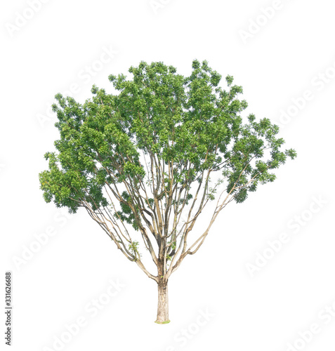 Green tree isolated, Broad leaf Mahogany, known as many name are False mahogany, Honduras, Big leaf, an evergreen leaves plant dicut on white background with clipping path
