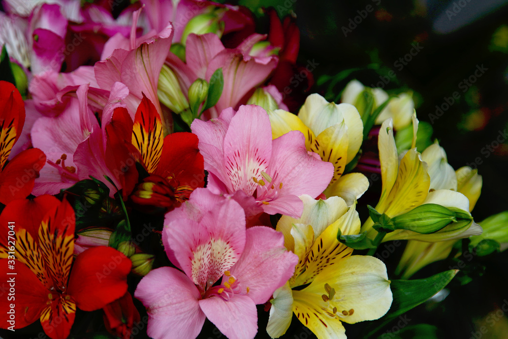 Luxurious multi-colored astromelius bouquet close-up Luxurious multi-colored astromelius bouquet close-up