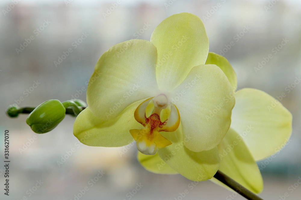Naklejka premium Close-up of tender large open lemon orchid