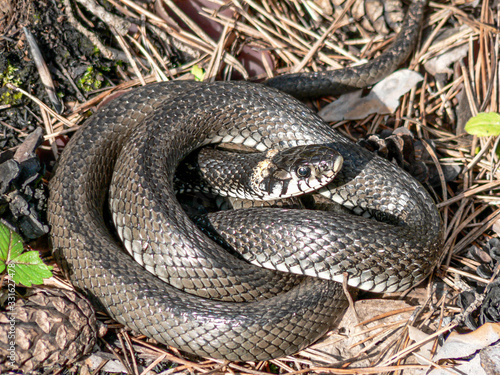 A large gray snake curled up in a Sunny day
