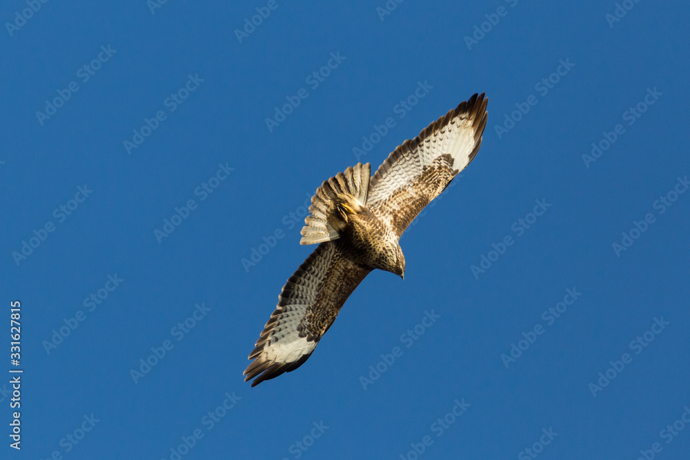back view one common buzzard (buteo buteo) in flight in blue sky back view one common buzzard (buteo buteo) in flight in blue sky