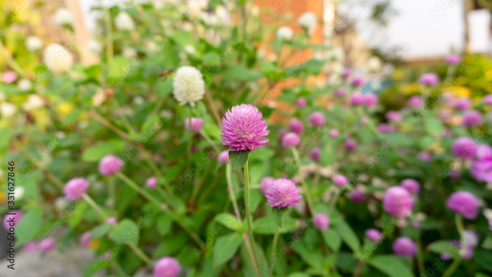 Branches of pink and white petals of Pearly everlasting blossom on greenery leaves blurry background, know as Bachelor's button, Globe amaranth and Button agaga Branches of pink and white petals of Pearly everlasting blossom on greenery leaves blurry background, know as Bachelor's button, Globe amaranth and Button agaga