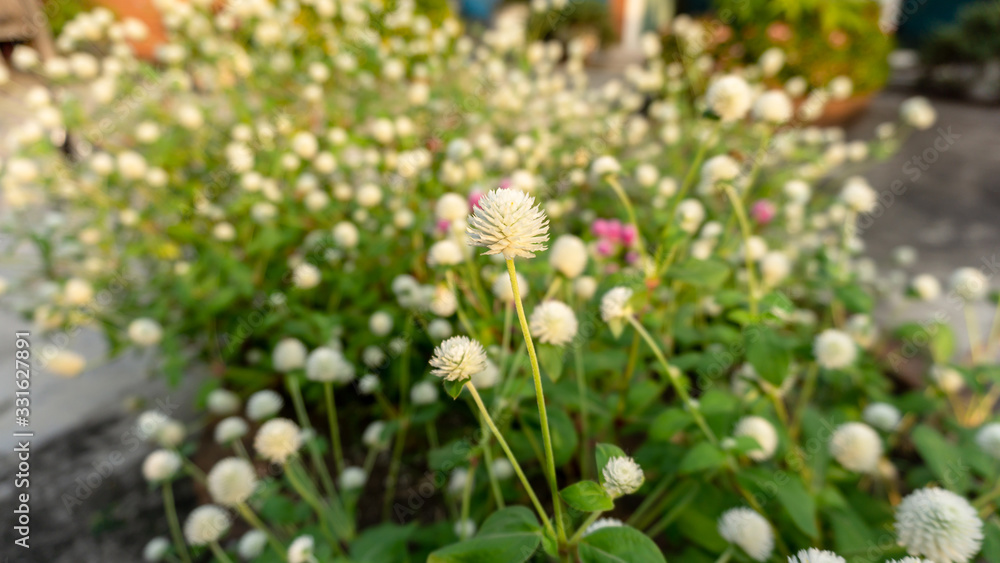 Fototapeta premium Branches of pink and white petals of Pearly everlasting flower blossom on greenery leaves blurry background, know as Bachelor's button, Globe amaranth, Button agaga, makhmali and vadamali