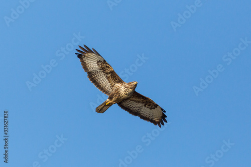 one common buzzard  buteo buteo  in flight in blue sky