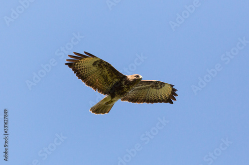close-up flying common buzzard (buteo buteo) with spread wings