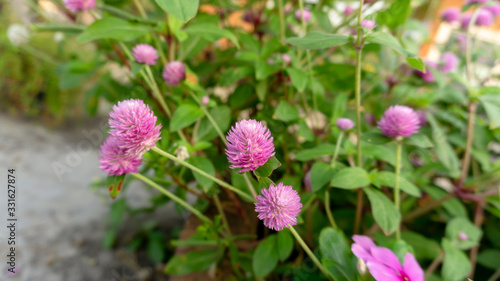 Branches of pink petals of Pearly everlasting flower blossom on greenery leaves blurry background, know as Bachelor's button, Globe amaranth, Button agaga, makhmali and vadamali