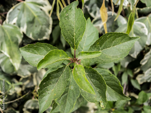 Wallpaper Mural Patterns in nature Torontodigital.ca