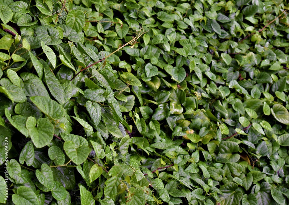Fototapeta premium These leaves grow wild and fast but look fresh.