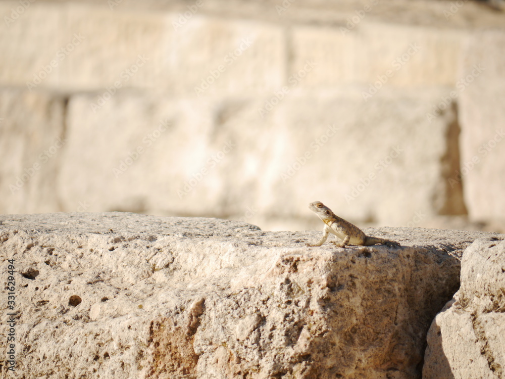 portrait of single wild desert lizard (Lacertidae) sitting on rocky ruin, Amman, Jordan, Middle East portrait of single wild desert lizard (Lacertidae) sitting on rocky ruin, Amman, Jordan, Middle East