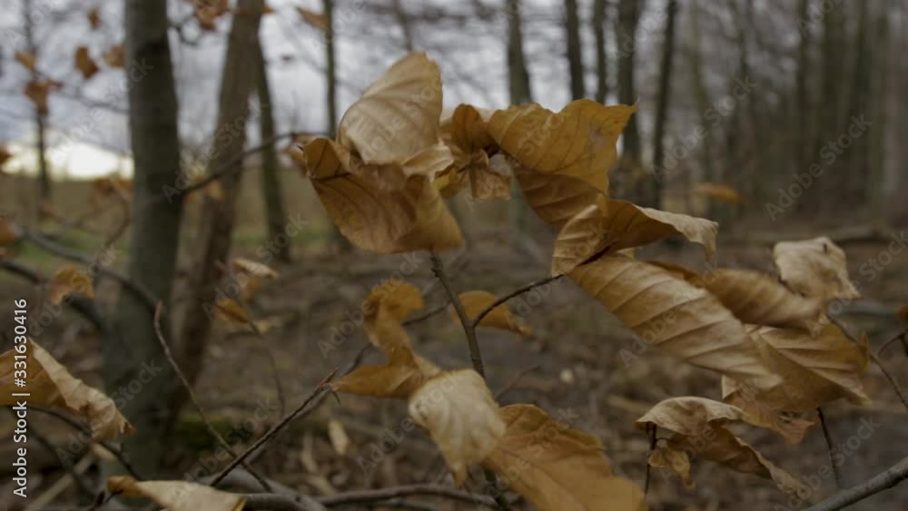 Dried autumn leaves in the forest waving in the wind - closeup shot Dried autumn leaves in the forest waving in the wind - closeup shot