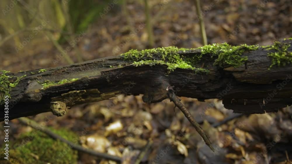 Moss covering coarse woody debris on the forest ground - closeup shot Moss covering coarse woody debris on the forest ground - closeup shot
