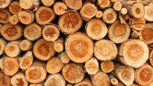 Many eucalyptus wood logs