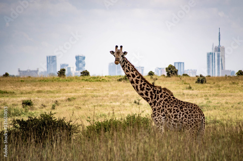 Giraffe in Nairobi photo
