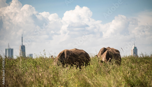Rhinos 