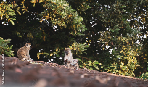 Monkey Family on a roof