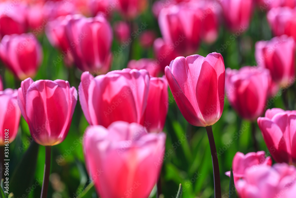 Closeup of pink tulips flowers with green leaves in the park outdoor. Closeup of pink tulips flowers with green leaves in the park outdoor.