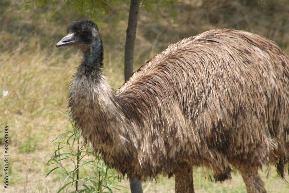 ostrich animal form Africa black head