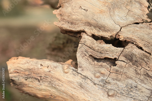 Dry tree © ITTIWAT