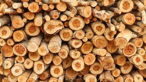 Many eucalyptus wood logs