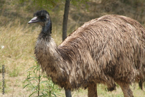 ostrich animal form Africa black head