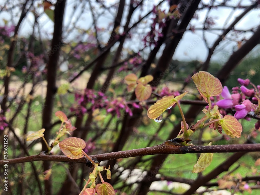 blooming tree after rain blooming tree after rain