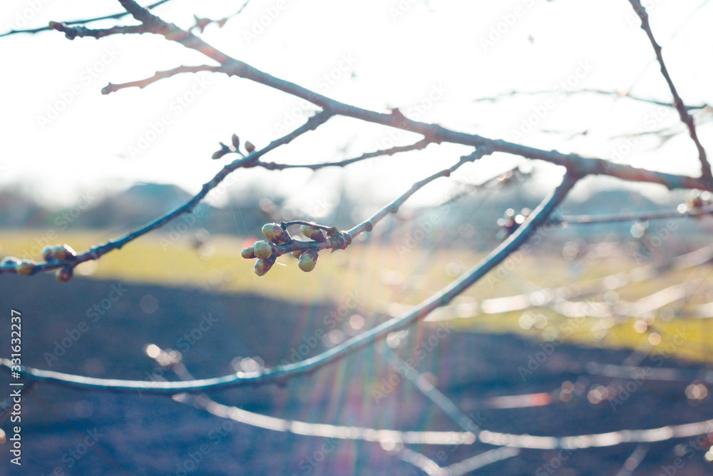 tree branch with buds background tree branch with buds background