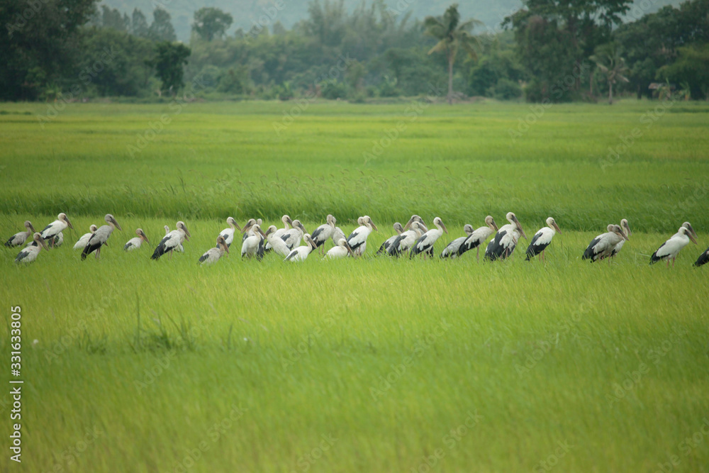 The Asian openbill or Asian openbill stork is a large wading bird in the stork family Ciconiidae.