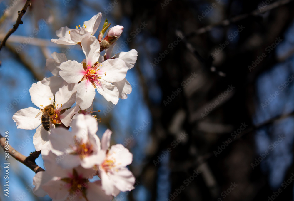 close-up of almond flowers on a tree branch and a bee in one of the flowers close-up of almond flowers on a tree branch and a bee in one of the flowers