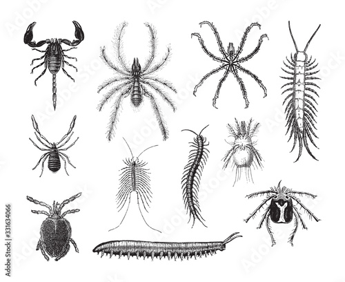 Slika na platnu Arthropod (invertebrate animals) collection / vintage illustration from Brockhau