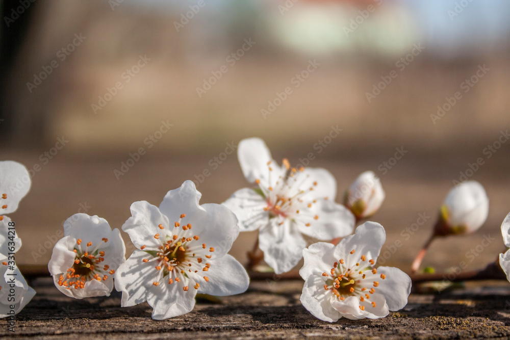 Fototapeta premium plum tree flowers close-up on a table in the garden