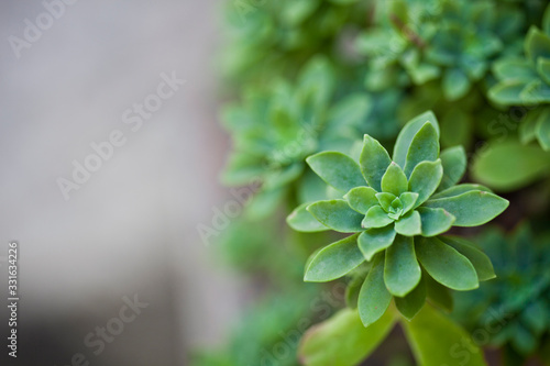 Green succulent plant closeup on ceramic pot.