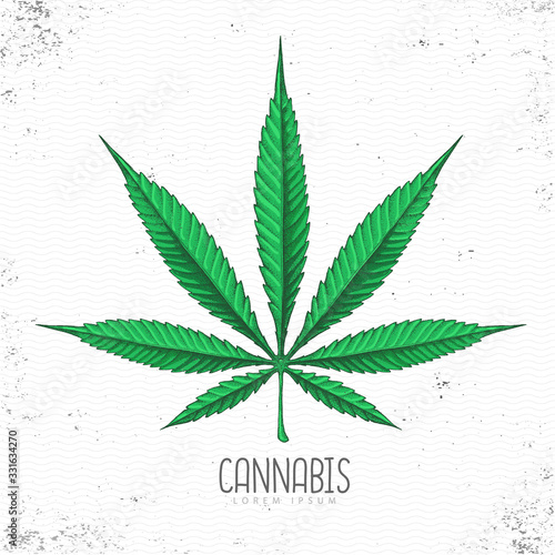 Realistic hand drawing cannabis leaf silhouette on grunge background. Vector illustration