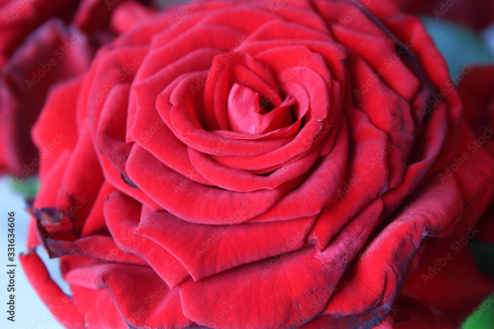 Beautiful red rose flower. Close-up. Top view. Background. Texture. Beautiful red rose flower. Close-up. Top view. Background. Texture.